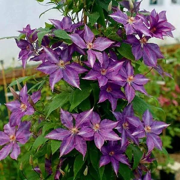Clematis 'Dorothy Walton'