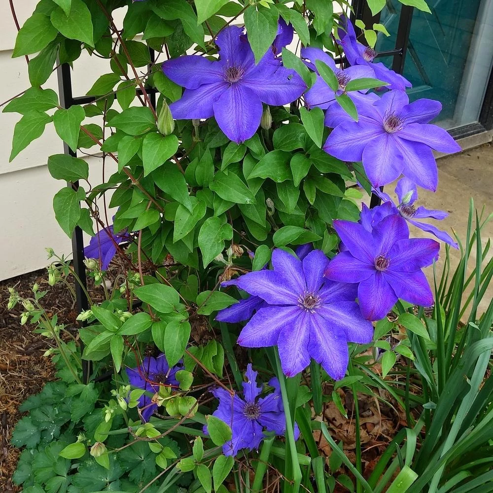 Clematis 'Elsa Spath'