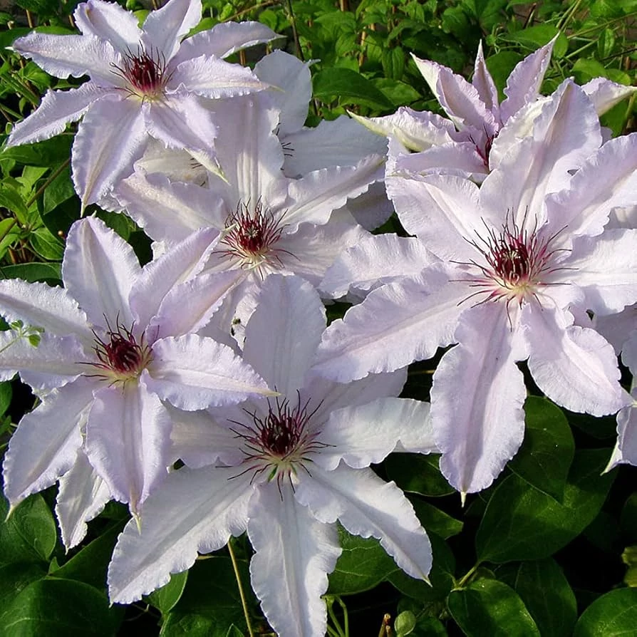 Clematis 'Snow Queen'