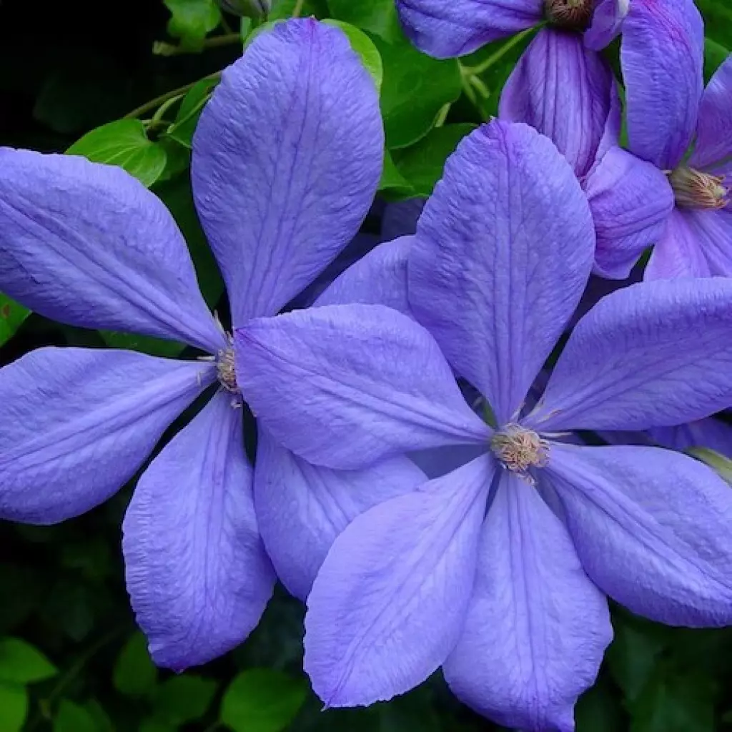 Clematis 'Mrs Cholmondeley'