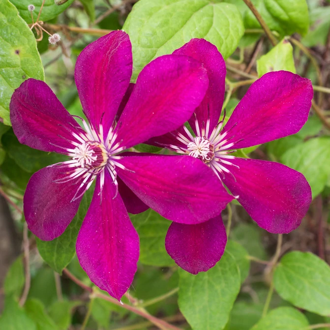 Clematis 'Westerplatte'