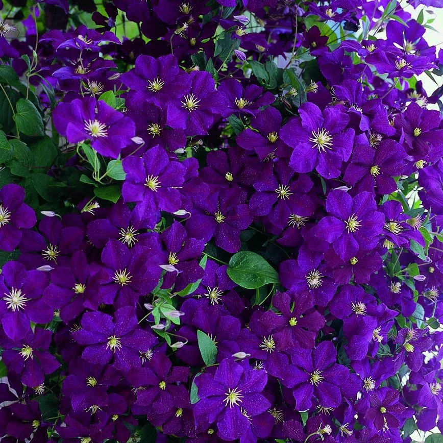 Clematis ‘Etoile Violette’ 