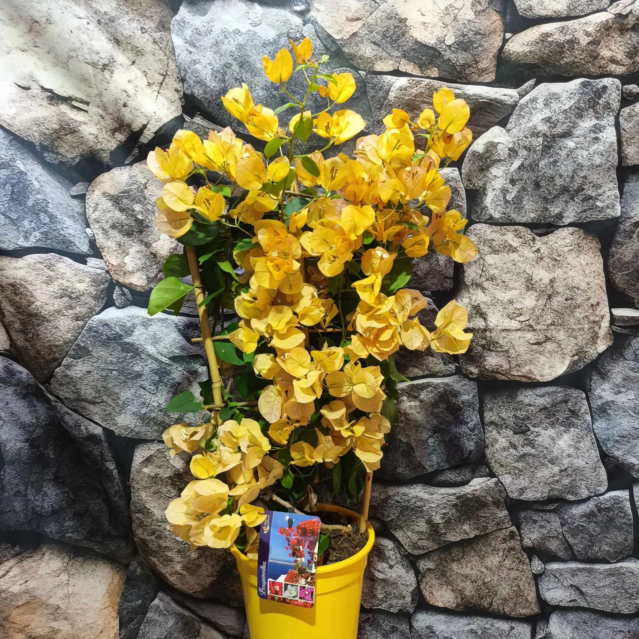 Bougainvillea sárga