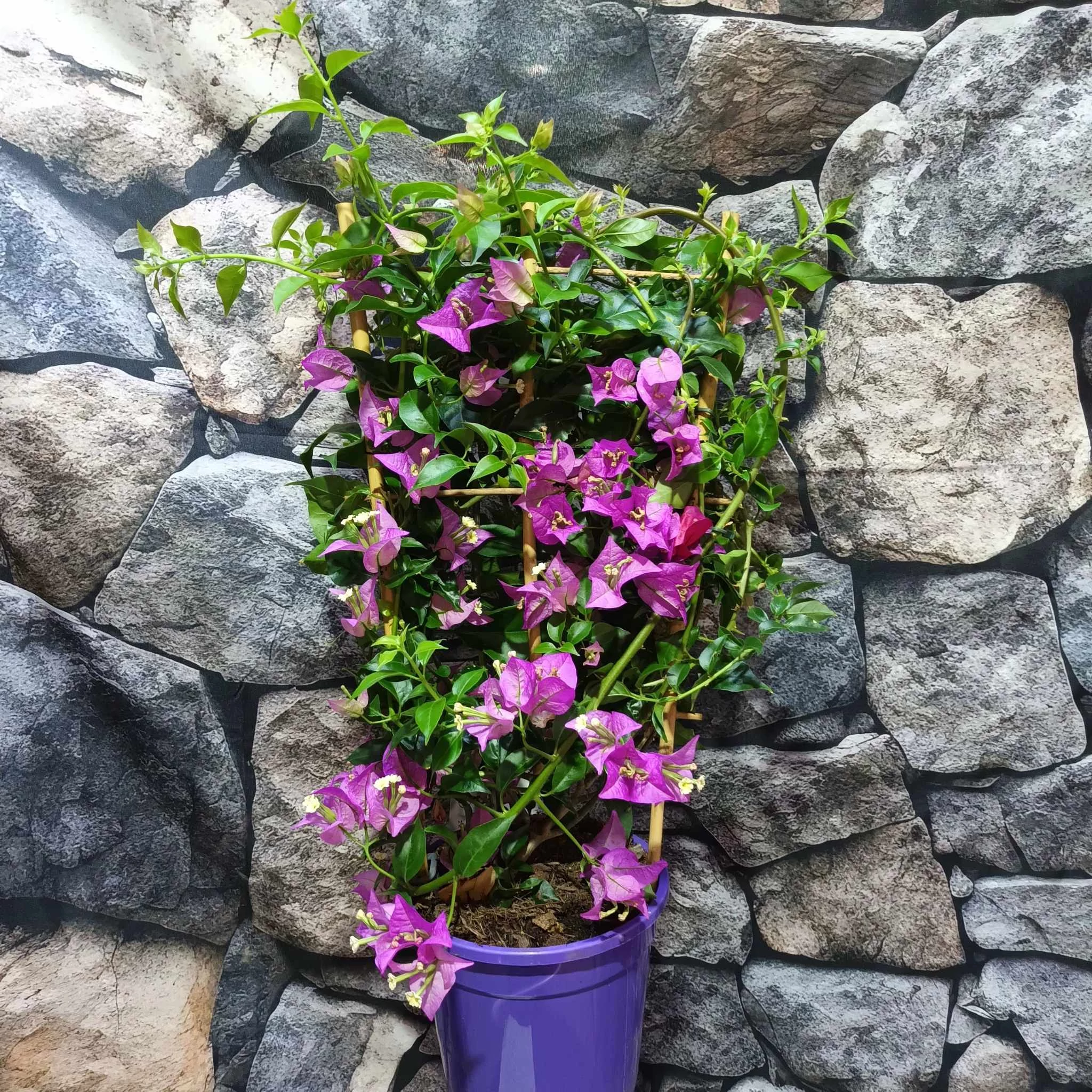 Bougainvillea 'Alexandra' lila