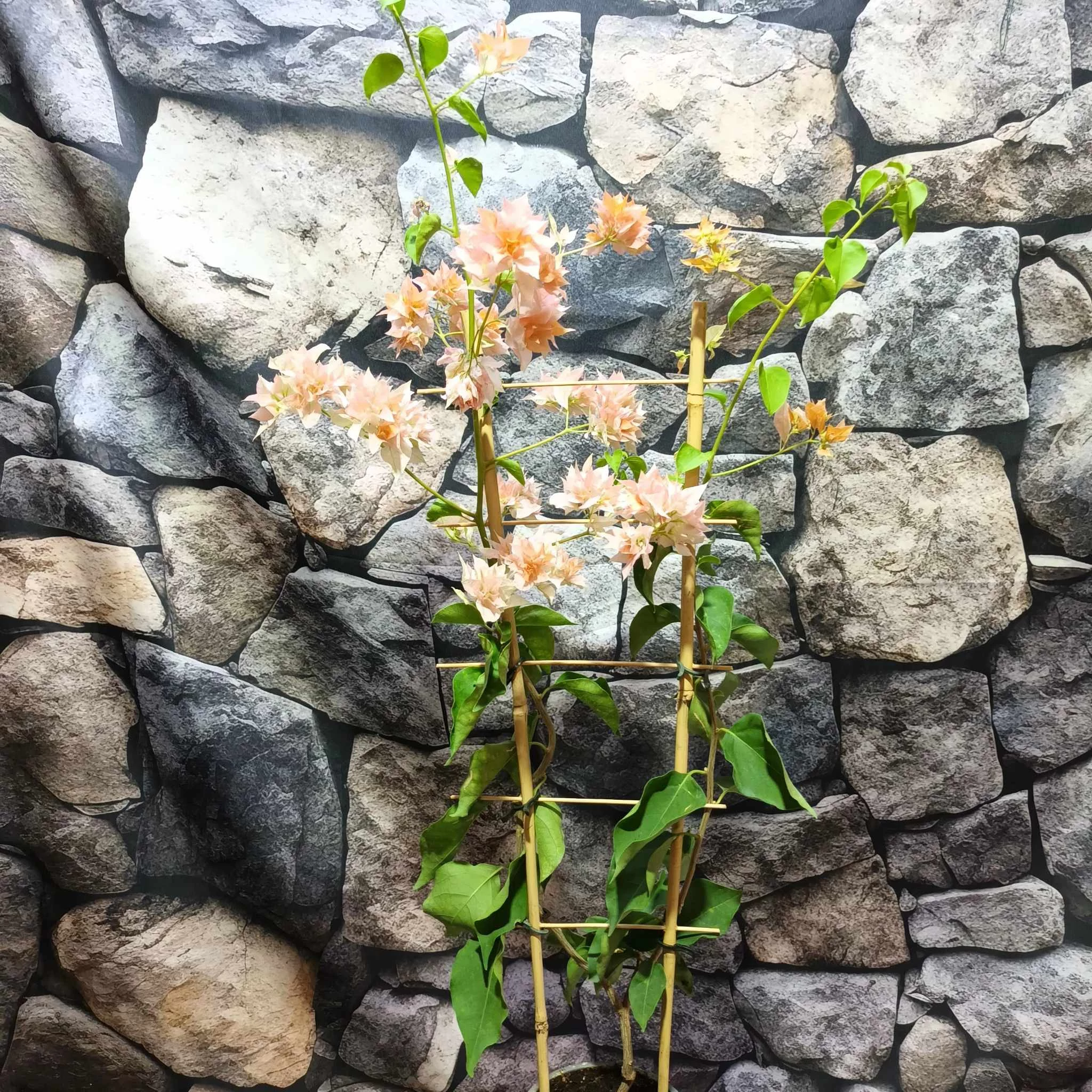 Bougainvillea Aussi Gold, jelenleg virág nélkül