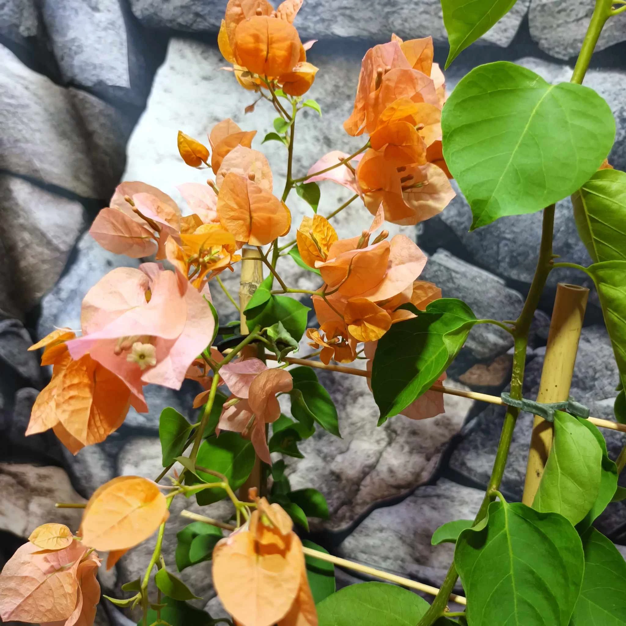 Bougainvillea Hawaiian Orange