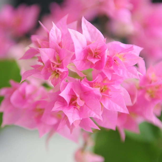 Bougainvillea 'Los Banos Beauty' 