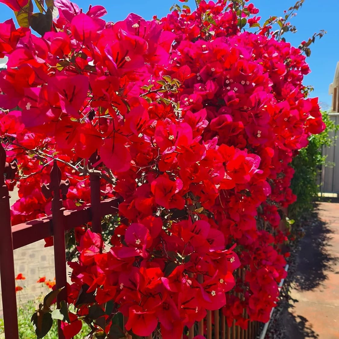 Bougainvillea 'Mahara Red'