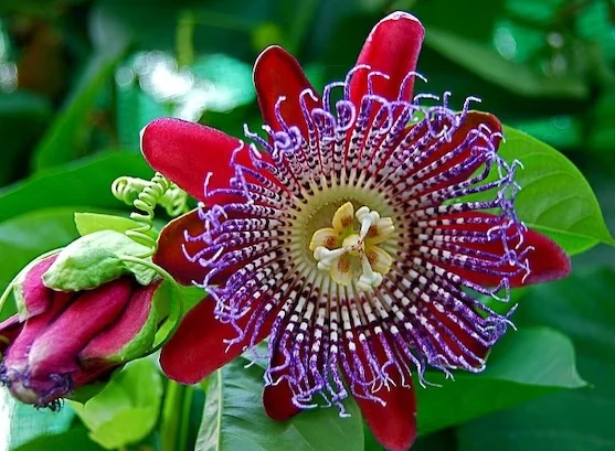Passiflora quadrangularis - Óriás golgotavirág