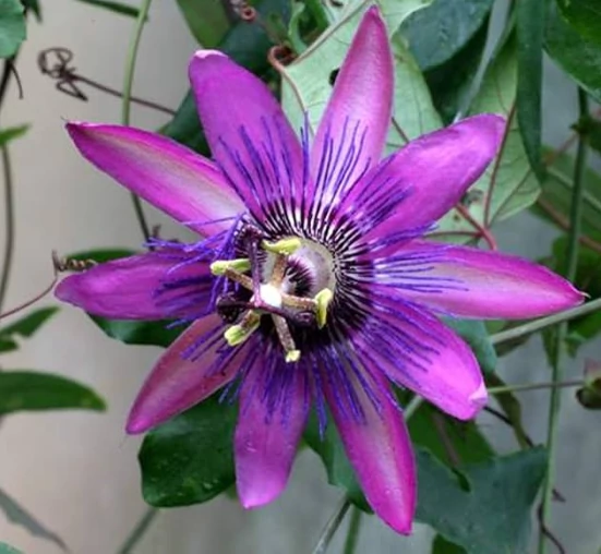 Passiflora 'Amethyst'