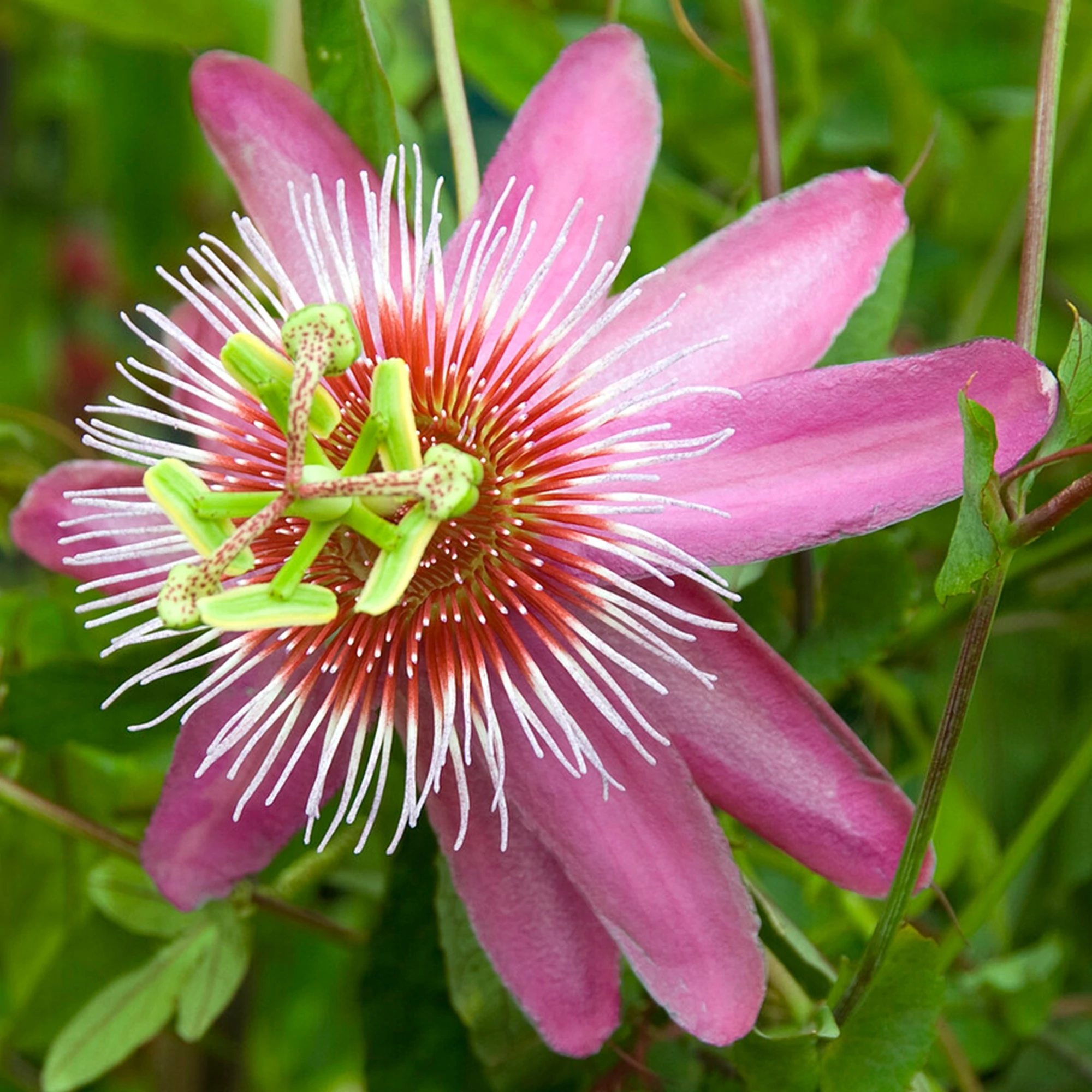 Passiflora 'Anastasia'