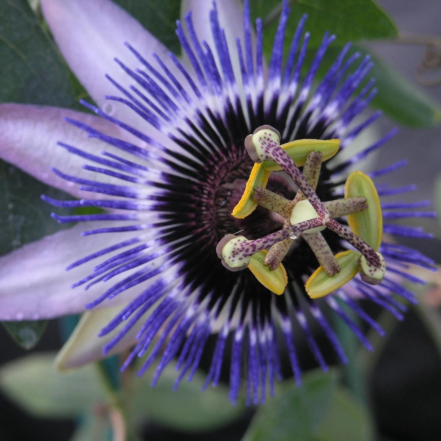Passiflora 'Damsel's Delight'