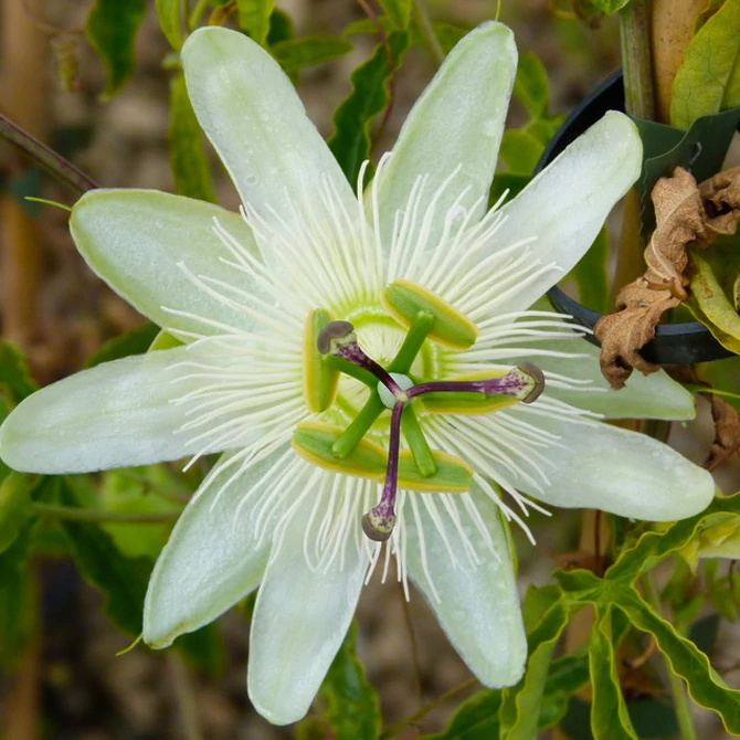 Passiflora caerulea 'Constance Elliott' karikára futtatva