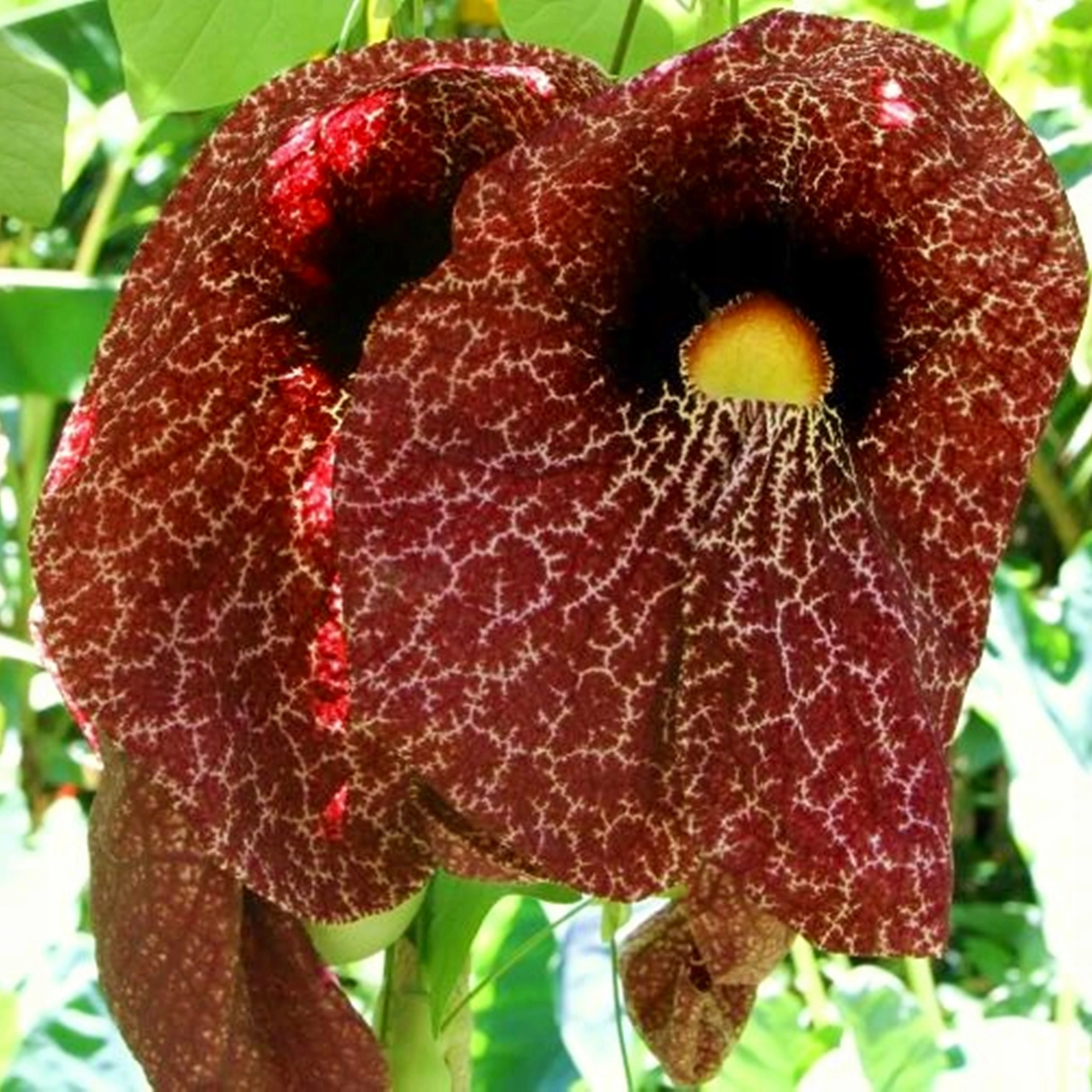 Aristolochia macrophylla – pipavirágú farkasalma