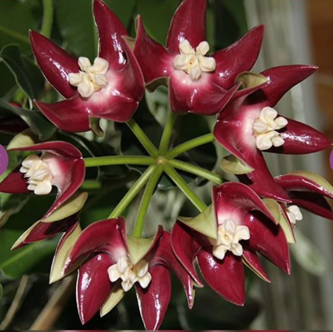 Hoya imperialis 'Red'