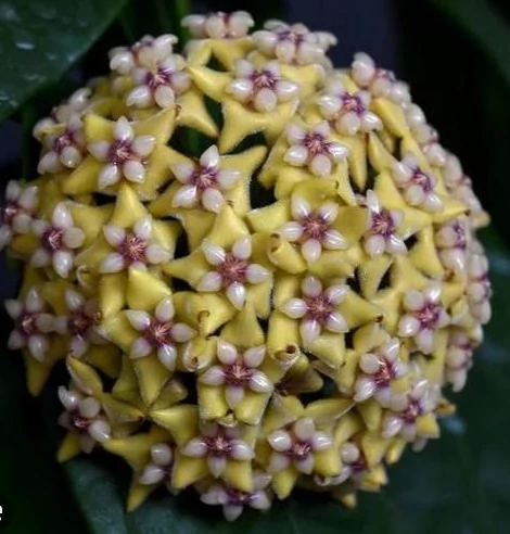 Hoya coriacea