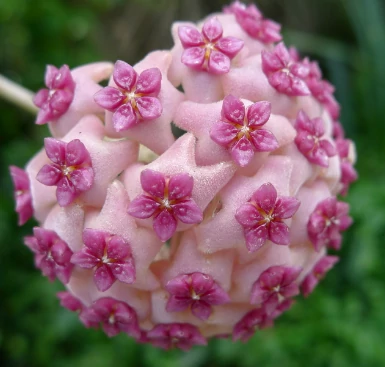 Hoya aldrichii