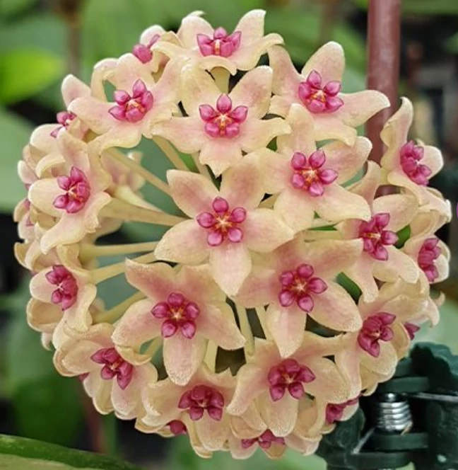 Hoya hanhiae 'Pink Yellow'