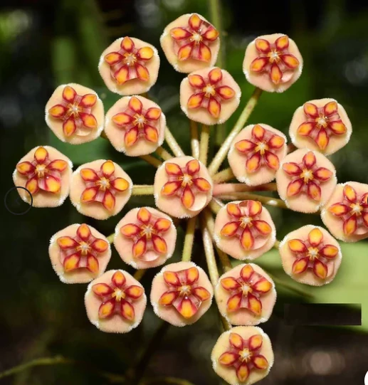 Hoya anncajanoae