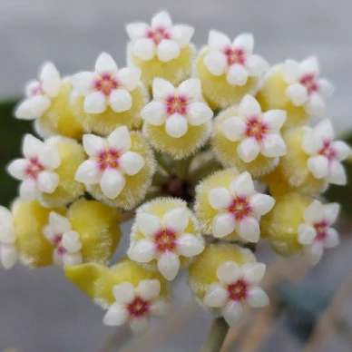 Hoya sp. perak srq 3227