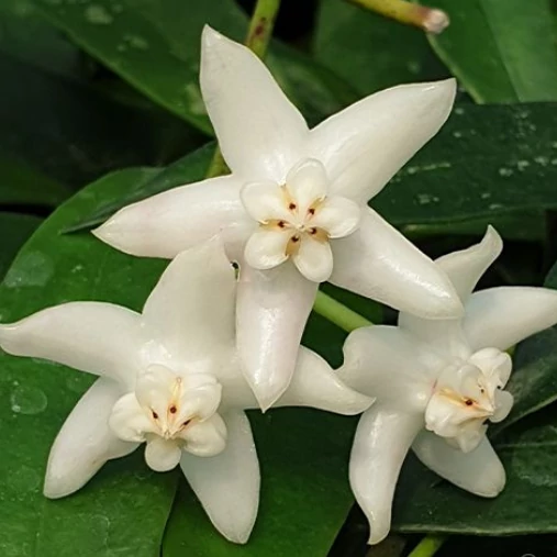 Hoya griffithii