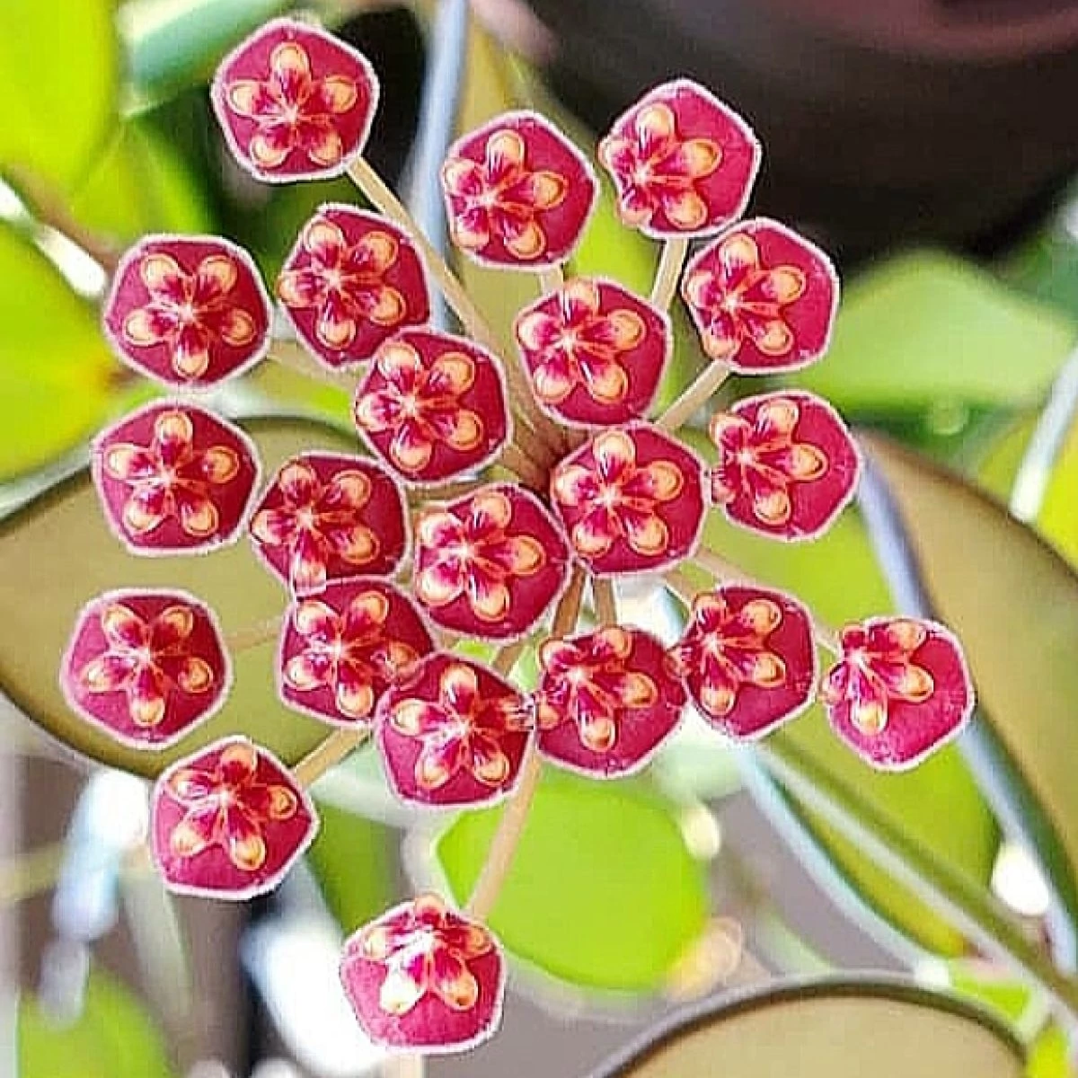 Hoya burtoniae