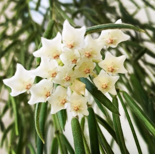 Hoya linearis