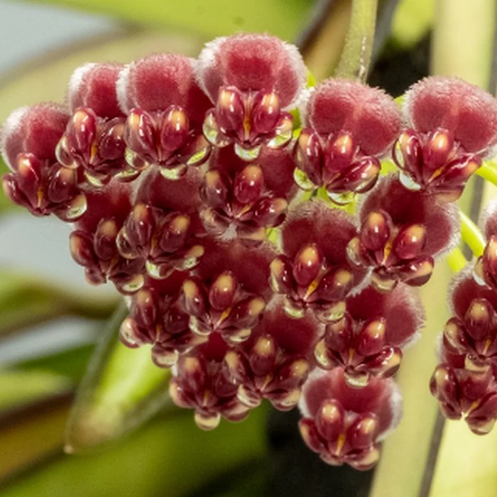 Hoya wayetii 'Tricolor'
