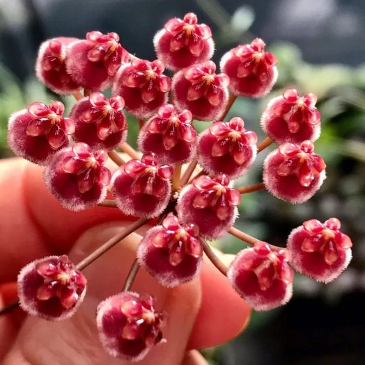 Hoya memoria gracilis