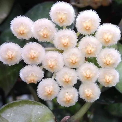 Hoya krohniana 'Eskimo'