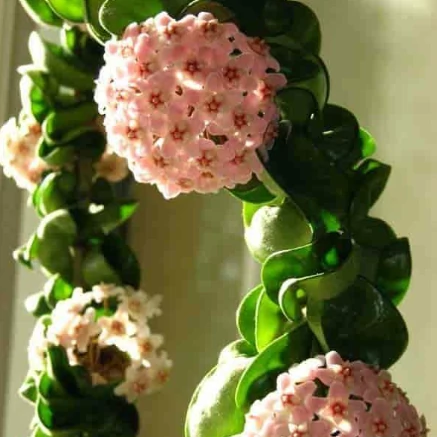 Hoya carnosa 'Compacta'