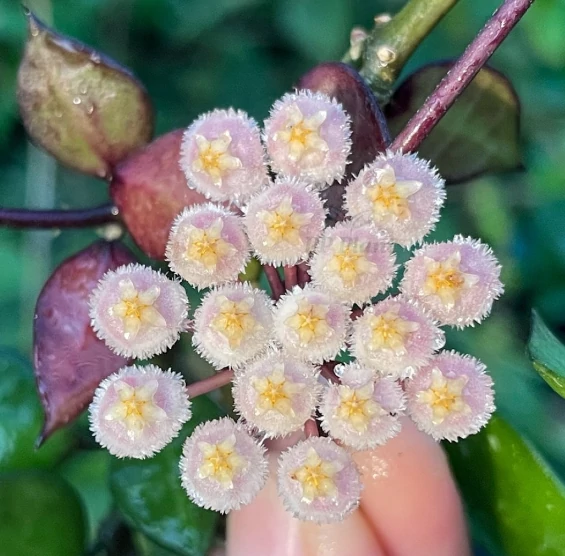 Hoya krohniana 'Black Leaves'