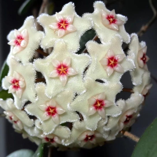 Hoya Mathilde Splash