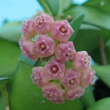 Hoya Heuschkeliana