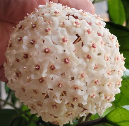Hoya Fungii