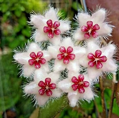 Hoya Caudata (big leaf)