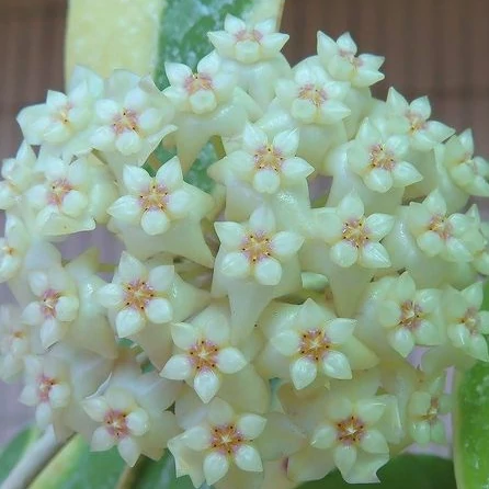 Hoya Acuta Variegata
