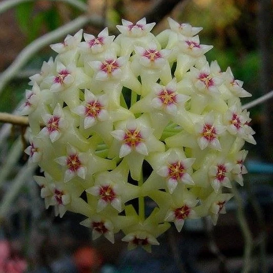 Hoya parasitica