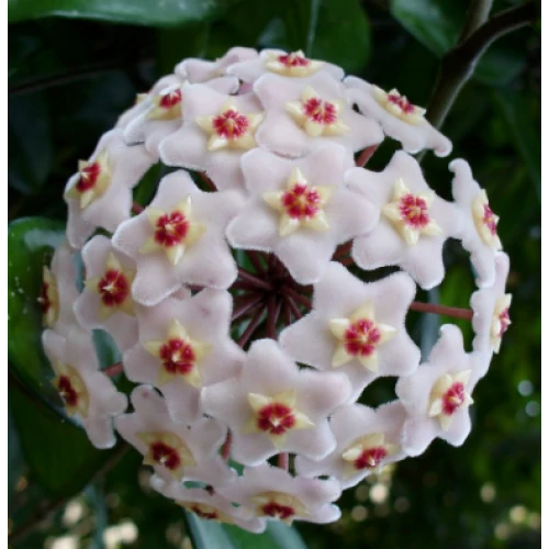 Hoya Mathilde