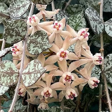 Hoya curtisii akasztós cserépben