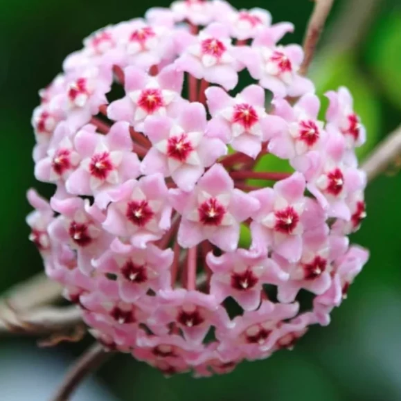 Hoya carnosa 'Krimson Queen'
