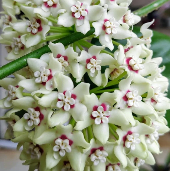 Hoya australis 'Lisa'