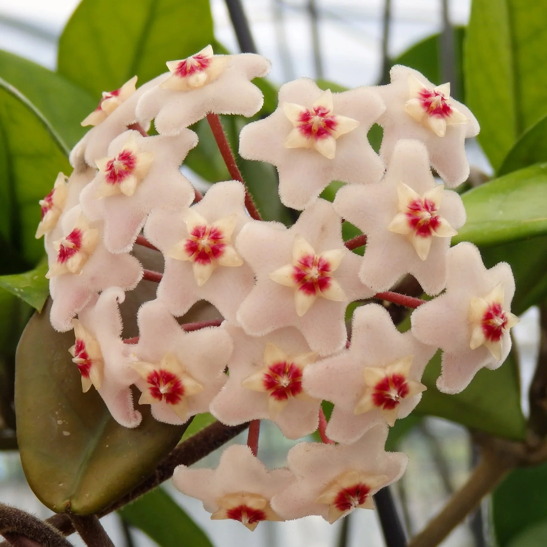 Hoya carnosa 'Silver Spots'
