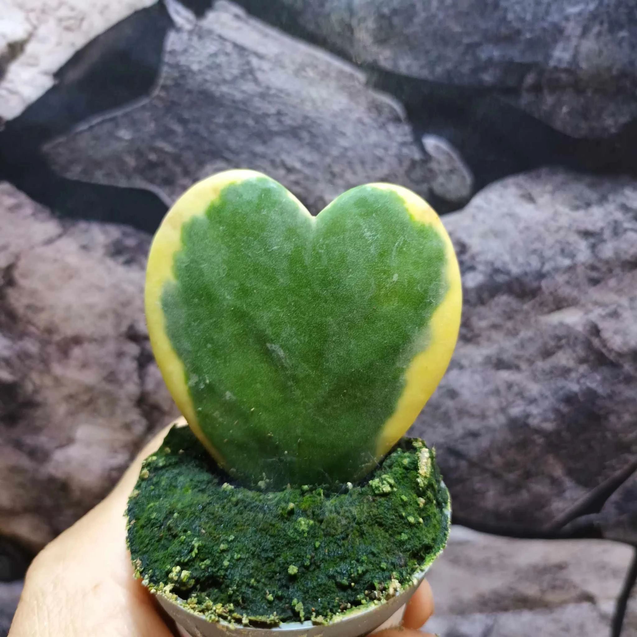 Hoya kerrii albomarginata levél dugvány