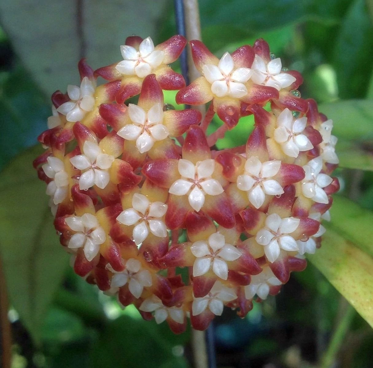 Hoya callistophylla