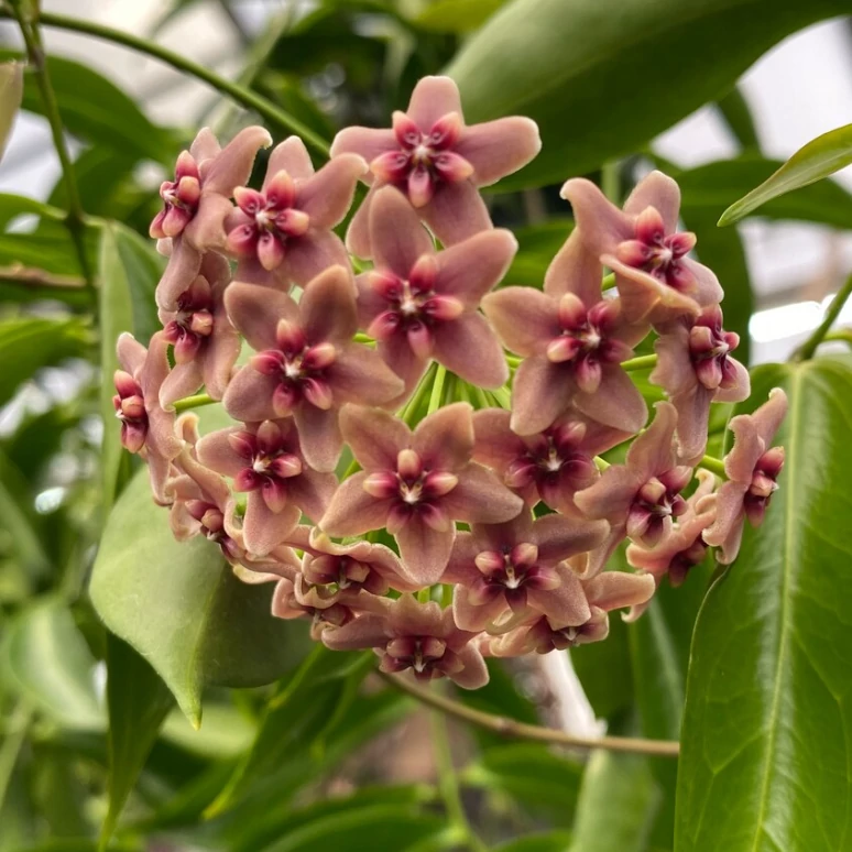 Hoya rubida