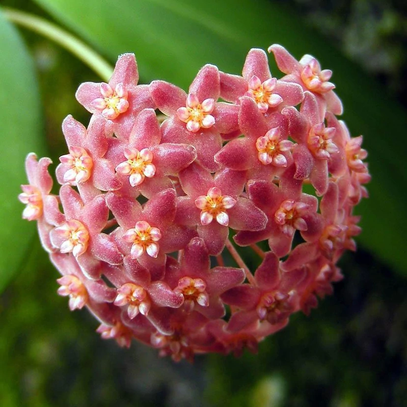 Hoya camphorifolia