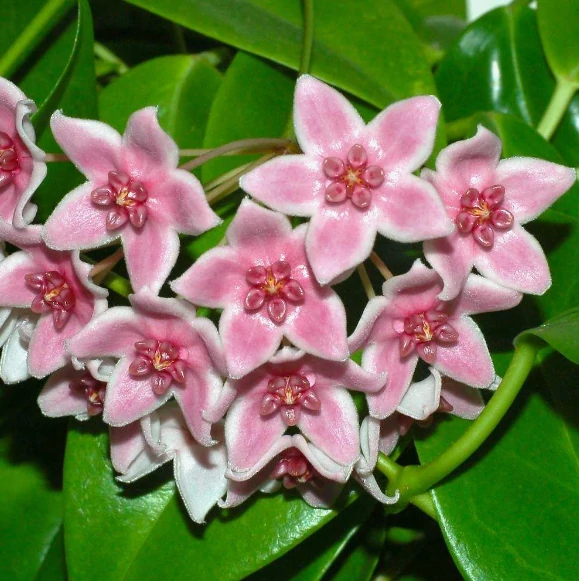 Hoya tannaensis