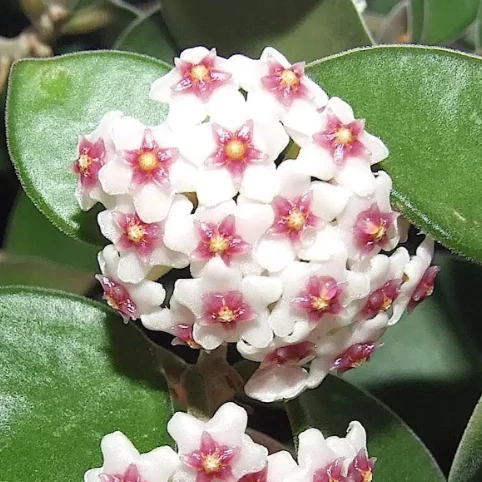 Hoya nummularioides