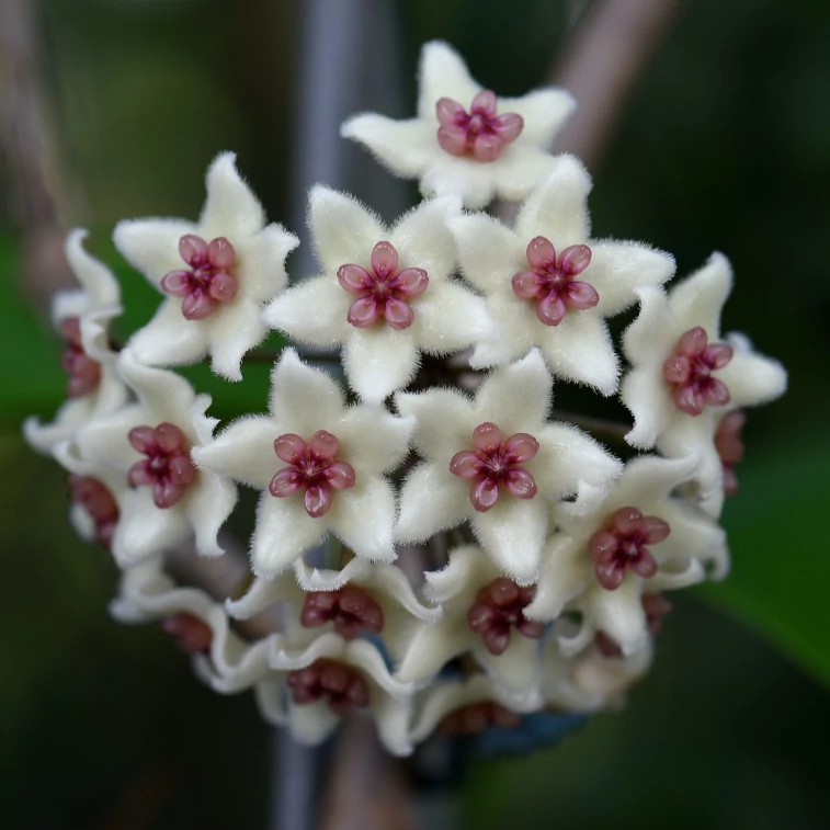 Hoya graveolens